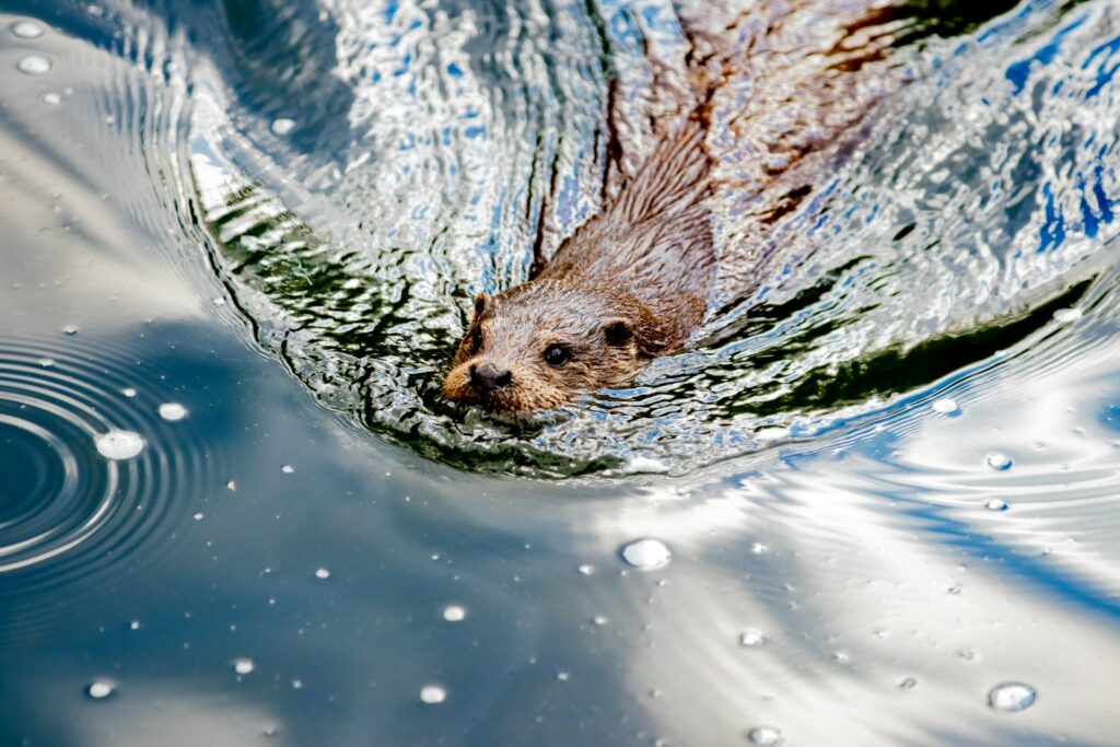 River otter swimming, like the resident otters at the High Desert Museum in Bend, Oregon